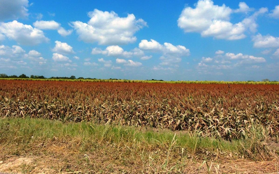 Autosuficiencia alimentaria de México no está en los niveles deseados: Sader