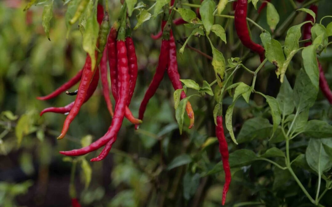 Certificar huertas de chile de Yahualica, un reto rentable para el productor: Sader Jalisco