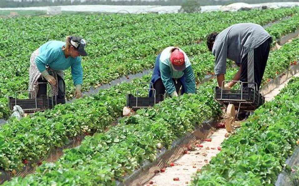 CNA busca mejorar condiciones laborales en sector agrícola para cumplir con T-MEC