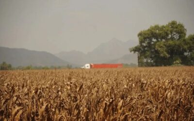 Urge determinar cultivos para ciclo otoño-invierno en Sinaloa