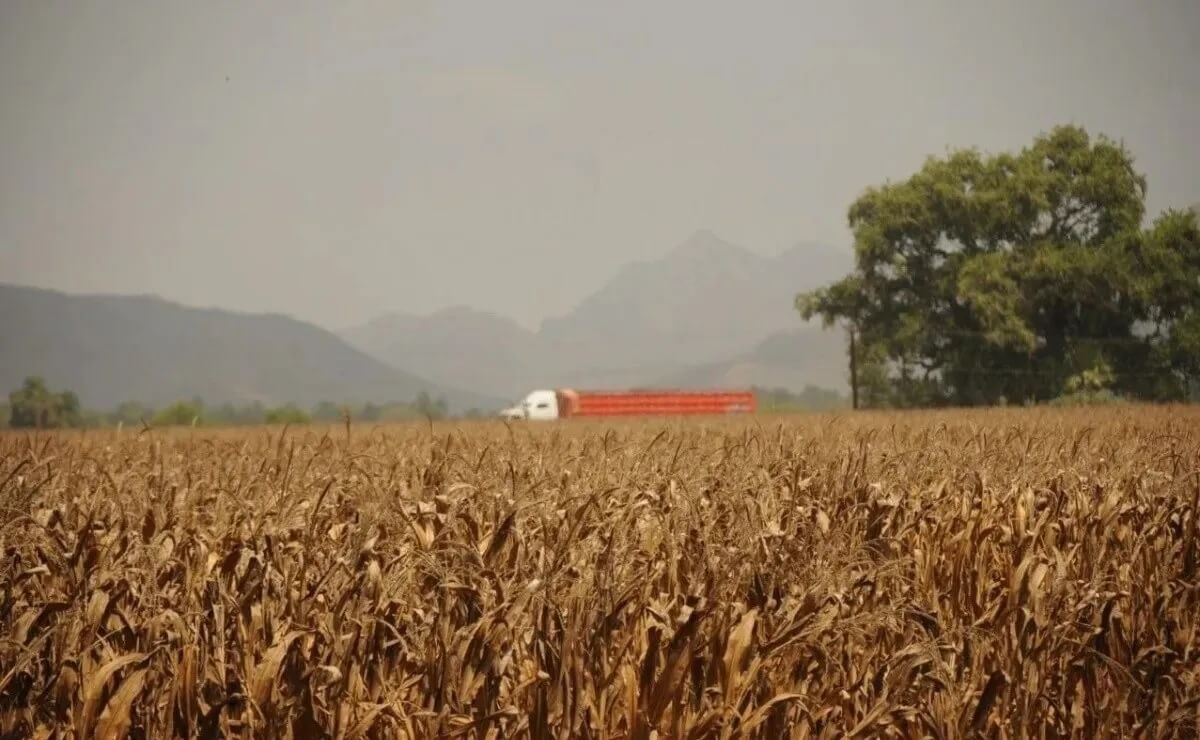 cultivos ciclo agrícola sinaloa